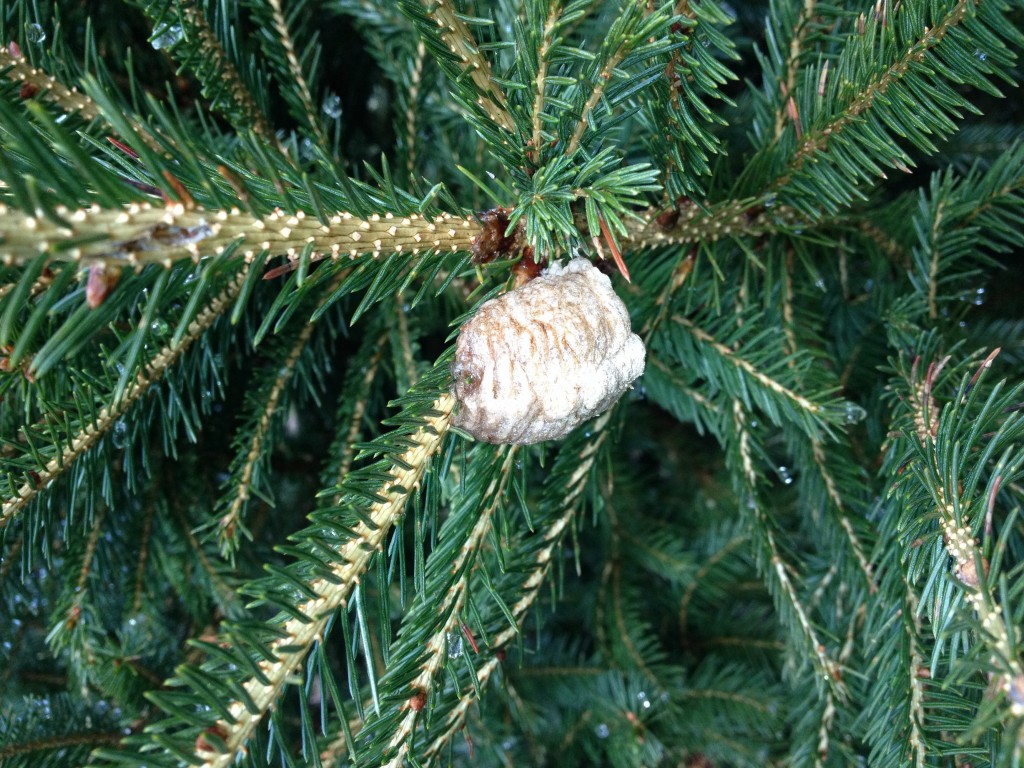 Found on Norway Spruce at a tree farm in Connecticut. 